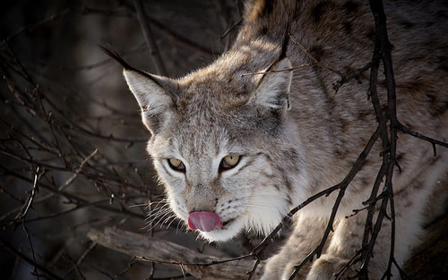 nature animals lynx wallpaper preview (1).jpg