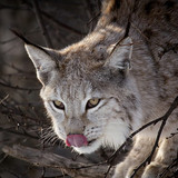 nature animals lynx wallpaper preview (1)