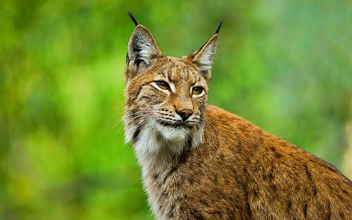 lynx big cat muzzle ears wallpaper preview.jpg