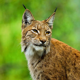 lynx big cat muzzle ears wallpaper preview