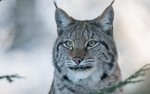 lynx wild cat predator lynx cat wallpaper preview.jpg
