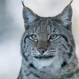 lynx wild cat predator lynx cat wallpaper preview