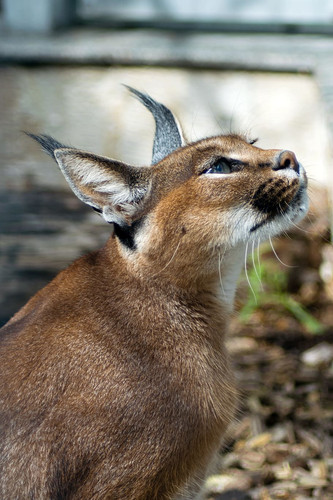 desert lynx karakal caracal caracal kalaharia.jpg