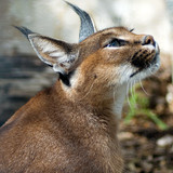 desert lynx karakal caracal caracal kalaharia