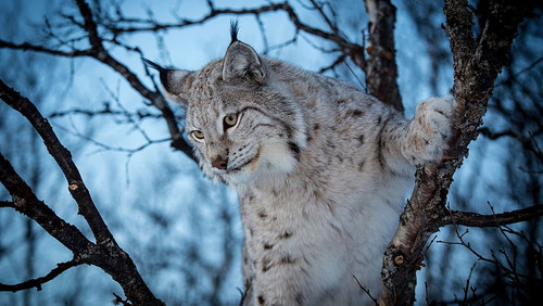lynx trees animals branch wallpaper preview.jpg