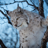 lynx trees animals branch wallpaper preview