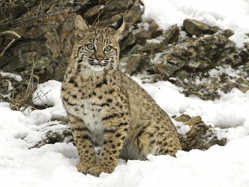 lynx cat snow hd wallpaper preview.jpg