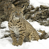 lynx cat snow hd wallpaper preview