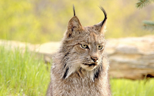lynx face grass eyes wallpaper preview.jpg