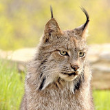 lynx face grass eyes wallpaper preview