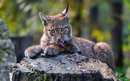 nature animals lynx licking wallpaper preview.jpg