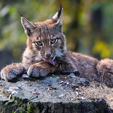 nature animals lynx licking wallpaper preview