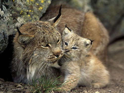 nature animals lynx cat wallpaper preview.jpg