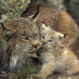 nature animals lynx cat wallpaper preview