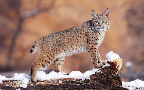 lynx snow big cat beautiful wallpaper preview.jpg