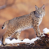 lynx snow big cat beautiful wallpaper preview