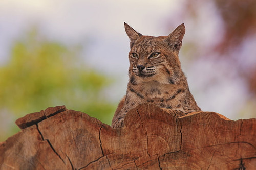 lynx animal predator big cat wallpaper preview.jpg