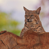 lynx animal predator big cat wallpaper preview