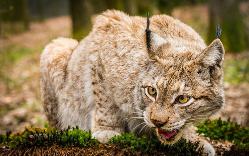 lynx wild cat face close up wallpaper preview.jpg