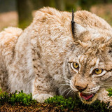 lynx wild cat face close up wallpaper preview