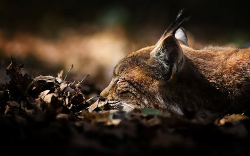 lynx wallpaper preview.jpg