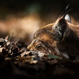 lynx wallpaper preview