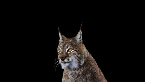 photography mammals cat lynxes wallpaper preview.jpg