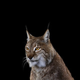 photography mammals cat lynxes wallpaper preview