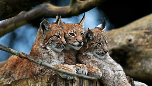 nature animals lynx wallpaper preview.jpg