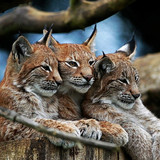 nature animals lynx wallpaper preview