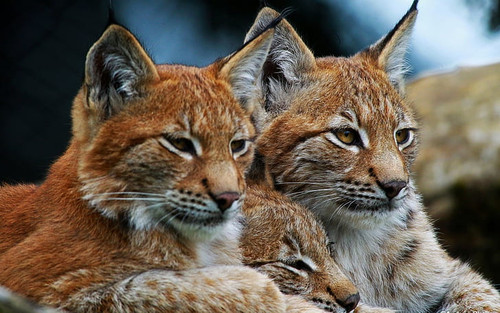 lynx wild cat family wallpaper preview.jpg