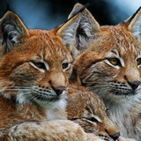 lynx wild cat family wallpaper preview