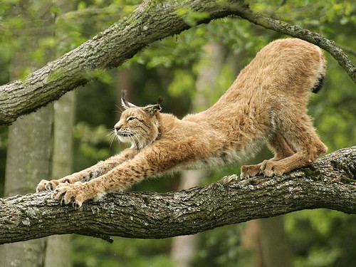 nature animals cat lynx wallpaper preview.jpg