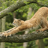 nature animals cat lynx wallpaper preview