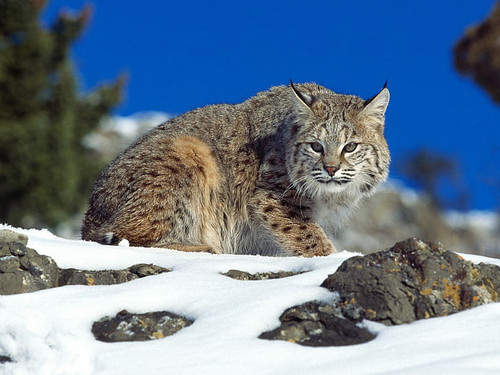 lynx cat hd silver and brown cat wallpaper preview.jpg