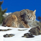 lynx cat hd silver and brown cat wallpaper preview