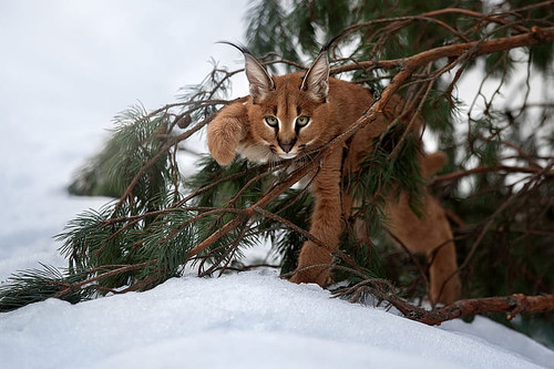 snow branches cub kitty lynx .jpg