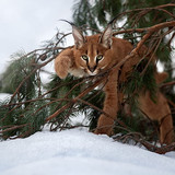 snow branches cub kitty lynx 