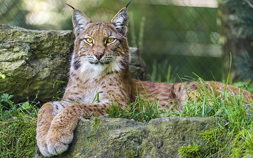 nature animals lynx big cats wallpaper preview.jpg