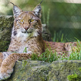 nature animals lynx big cats wallpaper preview