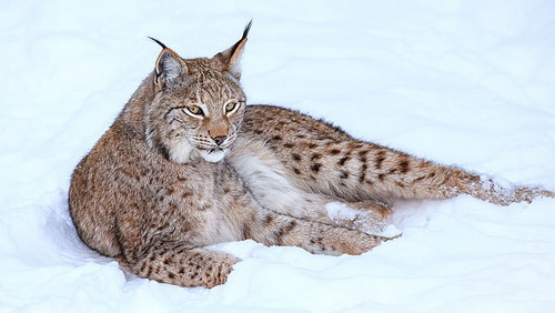 lynx in snow winter brown and black bobcat wallpaper preview.jpg