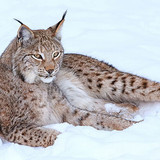 lynx in snow winter brown and black bobcat wallpaper preview