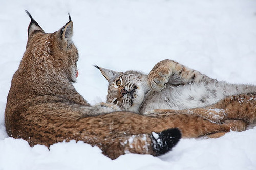 lynx nature animals wallpaper preview.jpg