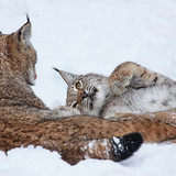 lynx nature animals wallpaper preview