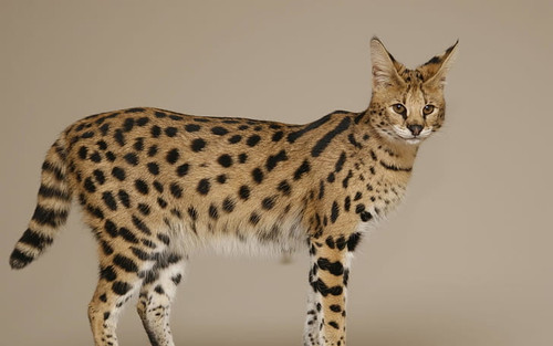 savannah cat brown and black lynx wallpaper preview.jpg