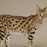 savannah cat brown and black lynx wallpaper preview