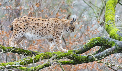 lynx on tree wallpaper preview.jpg