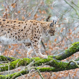 lynx on tree wallpaper preview