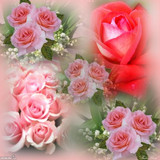 beautiful flowers5
