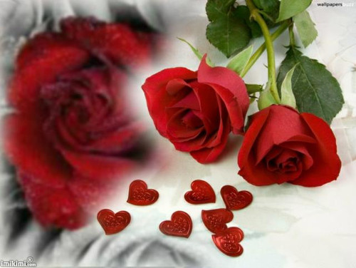 beautiful flowers7.jpg